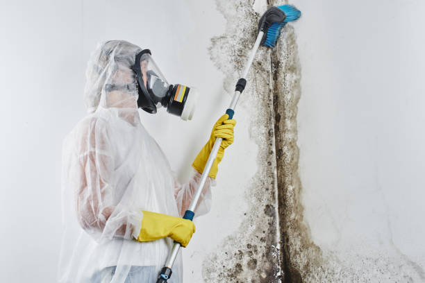 Environmental Consulting for Mold Prevention in Elkhart, KS